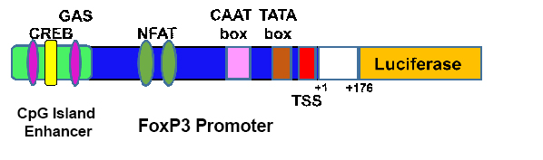 Foxp3 Reporter (Luc) - Jurkat Recombinant Cell Line