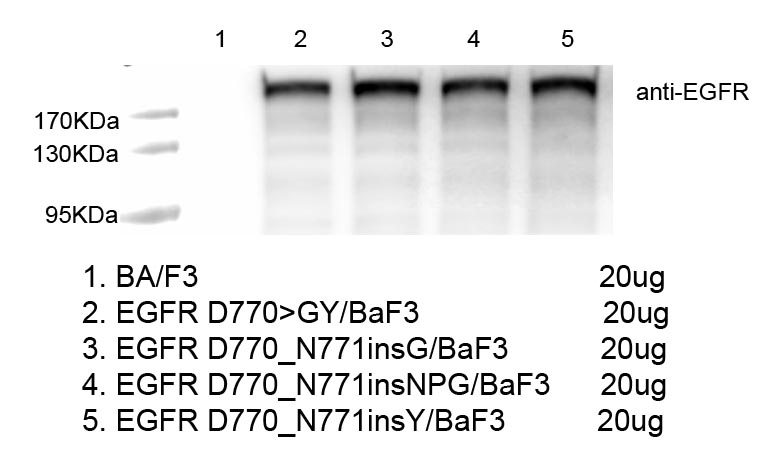 CBP73180-1.jpg