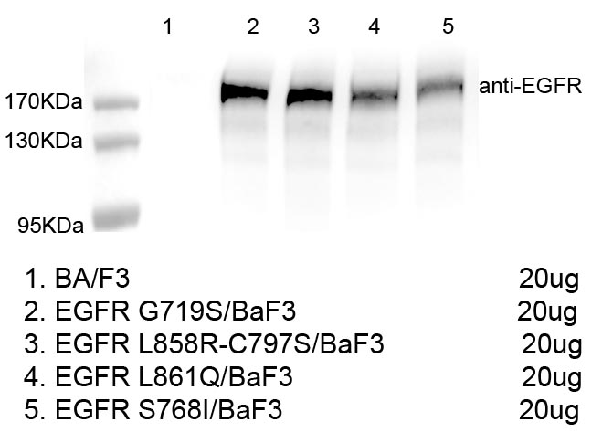CBP73047-1.jpg