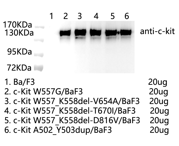 CBP73284-1.png