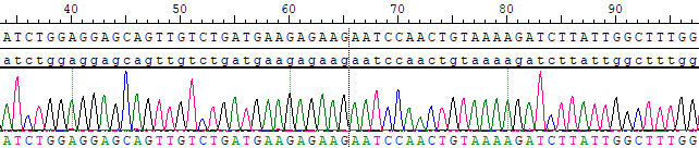 CBP20013R CAPZA2(E1)-MET(E18) Fusion  Caki-2.png